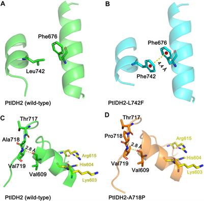 Biochemical and Phylogenetic Characterization of a Novel NADP+-Specific Isocitrate Dehydrogenase From the Marine Microalga Phaeodactylum tricornutum